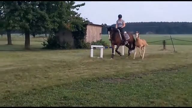 Hengstfohlen von The Braes My Mobility смотреть онлайн