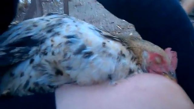 Прикол спыть курка смотреть онлайн