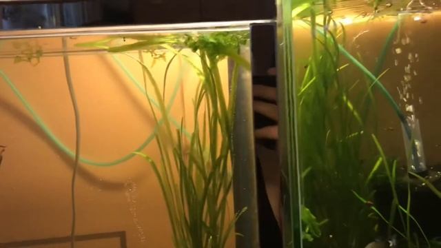 Аквариумы лишними не бывают и немного о рыбалке смотреть онлайн