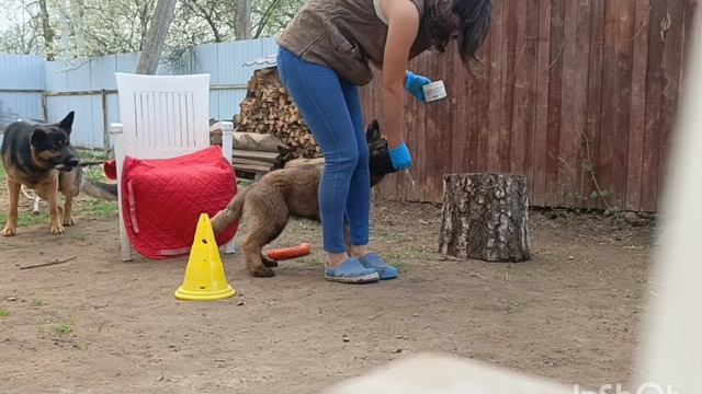 ДНЭ Ликан смотреть онлайн