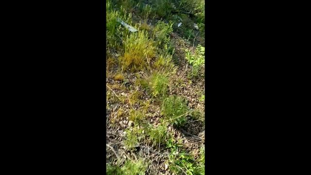 прогулка(часть 2) смотреть онлайн