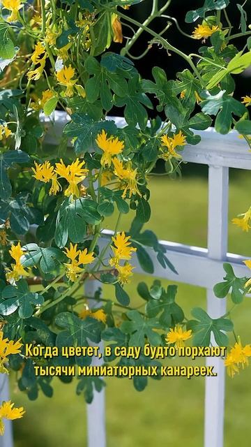 ТОП-5 мощных и красивых лиан, которые быстро украсят опору или стену! А вырастить их можно из семян! смотреть онлайн