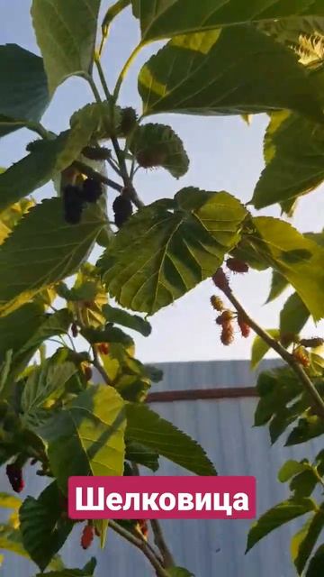 Трехлетняя шелковица смотреть онлайн