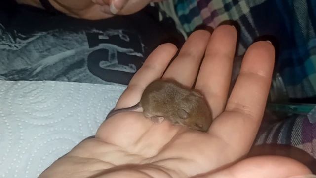 Мышонок поломался. 😡 Выкармливание молочных мышат. Лесные, дикие мышата. 🐭 (Wild Mice) 🐭 смотреть онлайн