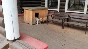 Лиса-Алиса. Лиса охраняет спящих в будке собак