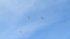 Голуби Дудкина.С.Г.г. Богучар.  тел.. Сергея. 8-952-553-94-30.