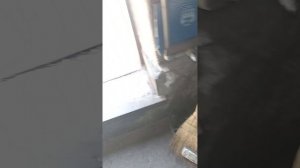 ЗАЗ вида замена сцепления и на какие нюансы надо обратить внимание