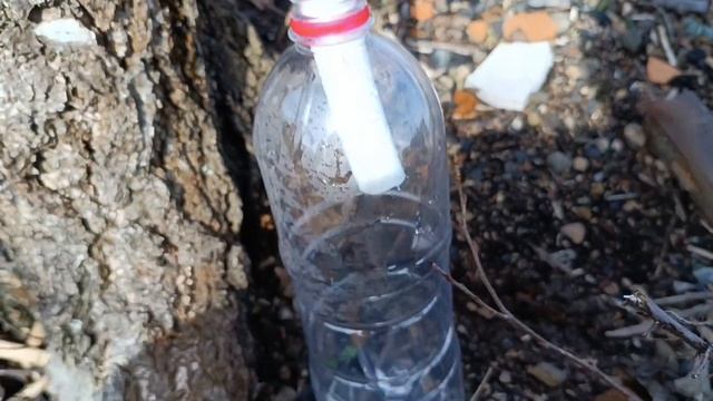 КАК СОБРАТЬ БЕРЁЗОВЫЙ СОК? ДОБЫЧА БЕРЁЗОВОГО СОКА НЕОБЫЧНЫМ СПОСОБОМ. смотреть онлайн