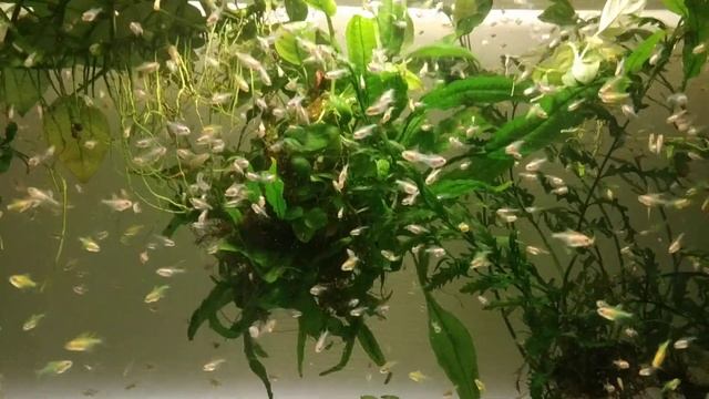 Выращивание мальков Тернеций GloFish.