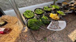 Турция. Все включено. Новый отель 4* Golden Sun Beldibi 2024. Завтрак