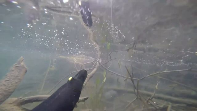 spearfishing эстония пярну смотреть онлайн
