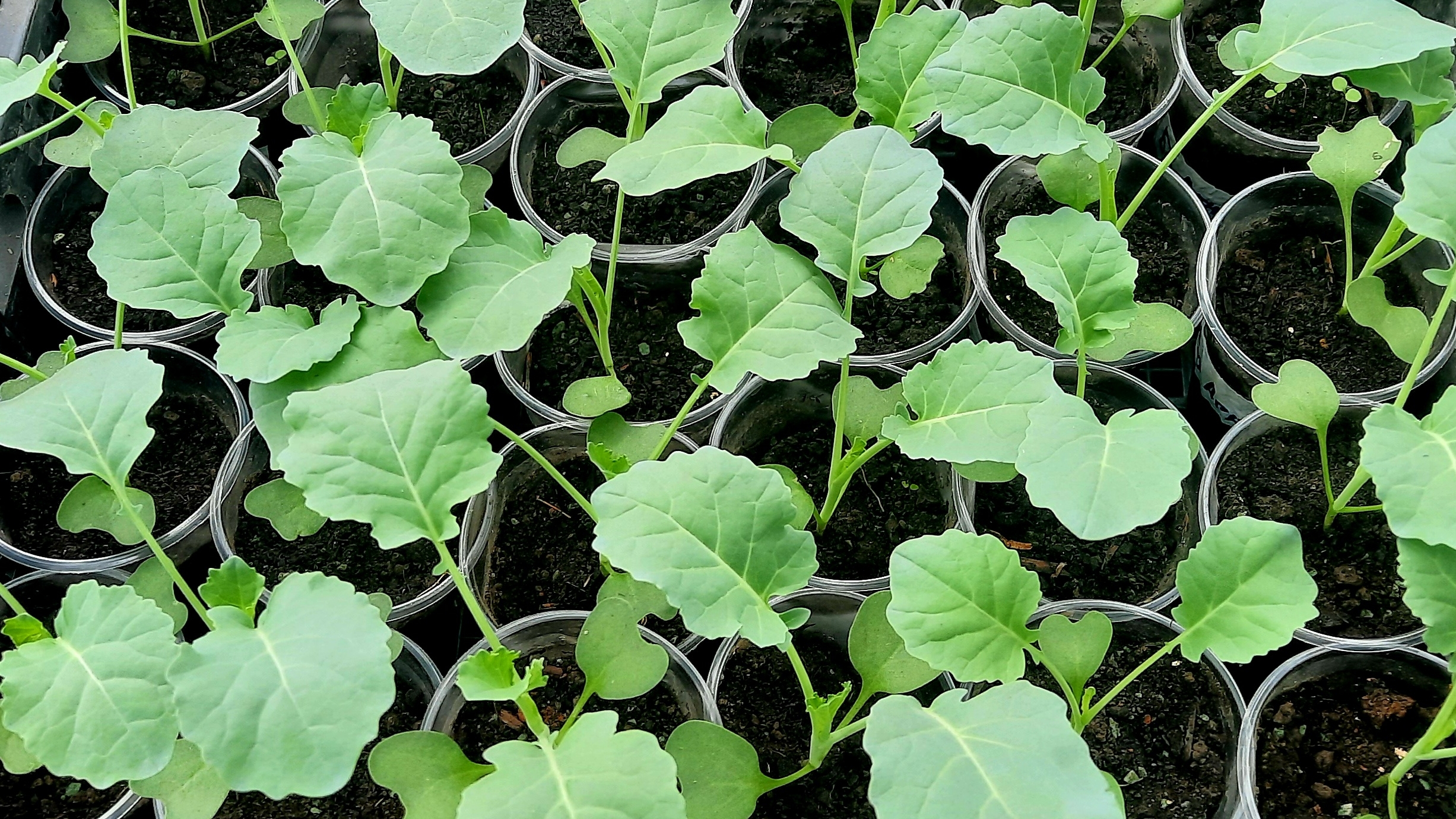 Обзор рассады капусты!! Вся правда.. Какие семена подвели.. смотреть онлайн