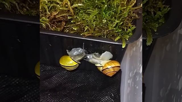 любовь улиточек смотреть онлайн