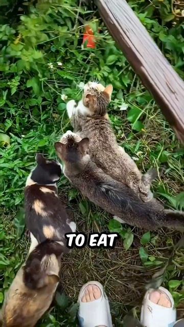 Man Feeds Hungry Stray Cats.. 🥺 смотреть онлайн