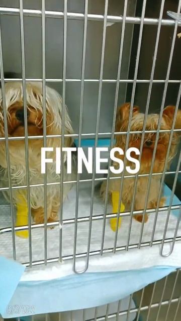 lovely puppie's 🐶🐶 смотреть онлайн