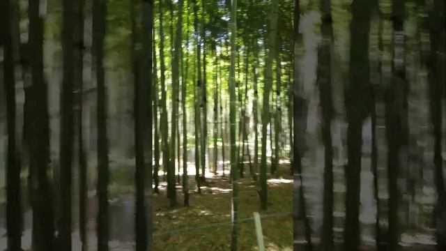 Бамбуковый сад смотреть онлайн