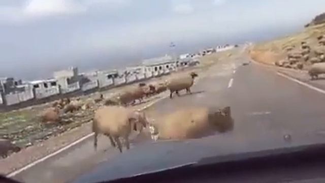 Баран он и есть баран смотреть онлайн