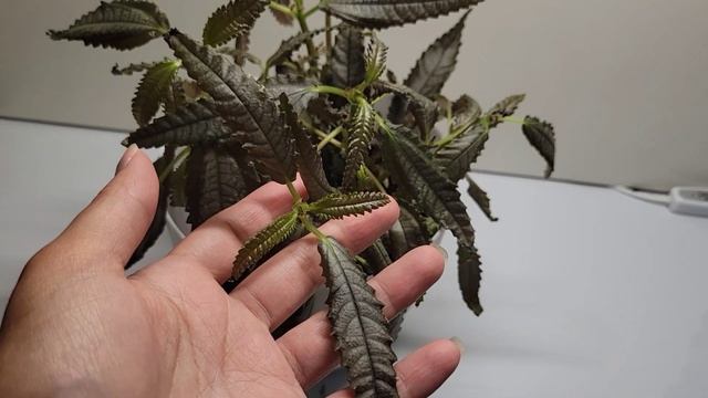 5 Terrarium Plants You Need To Try Today!
