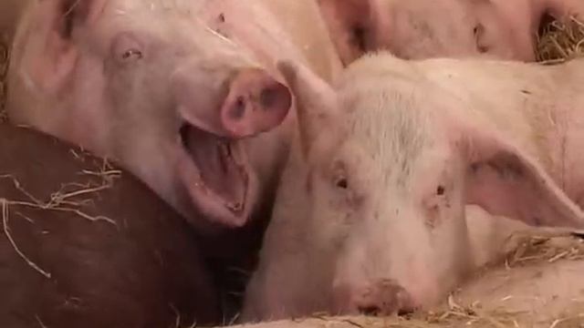 Фиальт-Агро смотреть онлайн