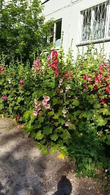 Вот это мальва !.. смотреть онлайн