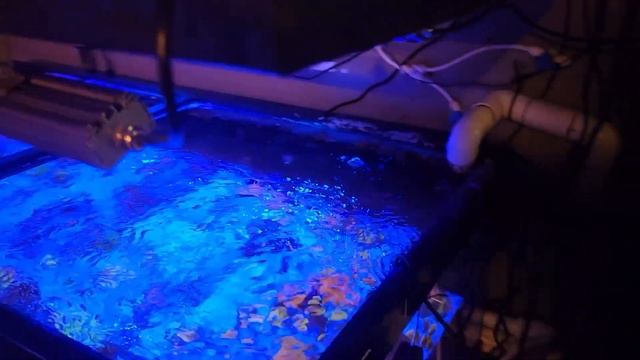 Radion XR15 G6 Upgrade On The Frag Tank