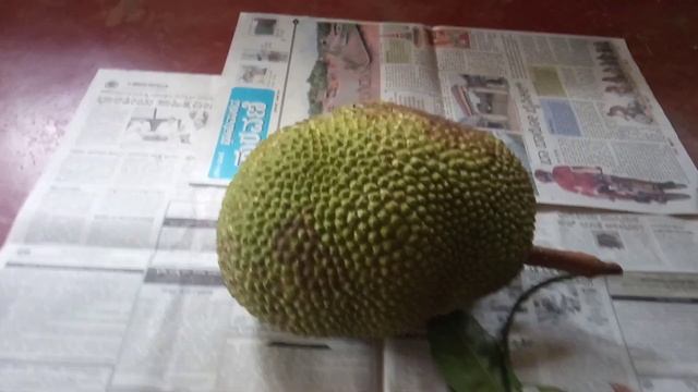 Ankurfarm Jackfruit - Thailand pink super early (1yr jack) cutting and display смотреть онлайн