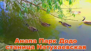 Невероятные кадры живой природы Огромная рыба черепахи Анапа Парк Додо