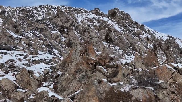 Таджикистан 🇹🇯.#treking #таджикистан #tajikistan #nature #followtajikistan #природа #djiair3 #ibex смотреть онлайн