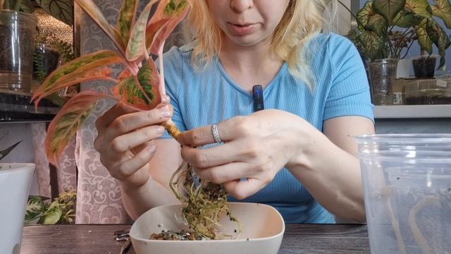 Аглаонема Сальмон Фэнтези- отлично нарастила корешки на фитильном поливе. смотреть онлайн