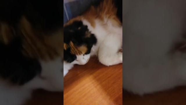 Вардане Сочи смотреть онлайн