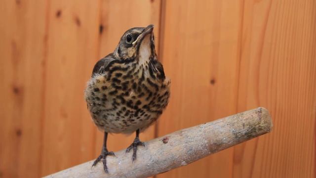 redwing смотреть онлайн