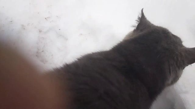 Кот 27 февраля смотреть онлайн