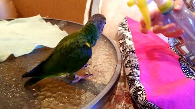 Сенегал Саша и любовь к Пульверизатору)))*senegal parrot* смотреть онлайн