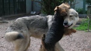 Пойду пойду своей дорогой