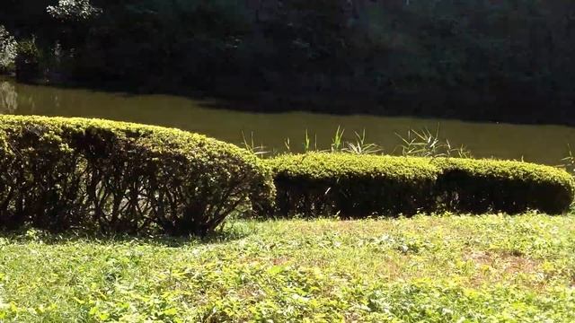 Япония. Токио. Сентябрь 2013. смотреть онлайн