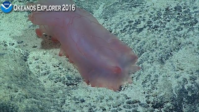 Okeanos Explorer Video Bite: a look at a Holothurian смотреть онлайн