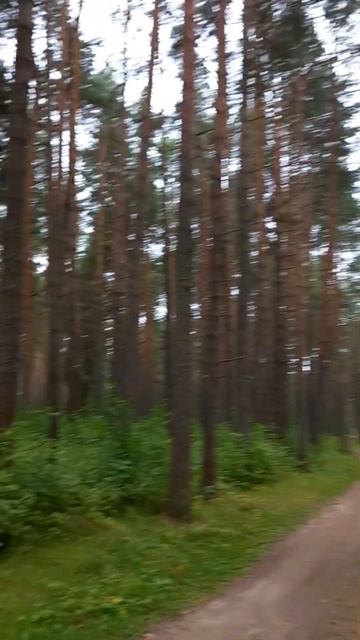 Липин Бор.Сосны. Красота ❤️ смотреть онлайн