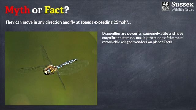 A Beginner's Guide to Dragonflies and Damselflies: Part 1 смотреть онлайн
