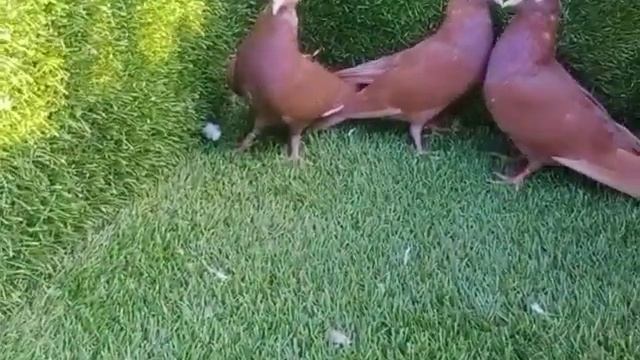 Очень мощные голуби смотреть онлайн