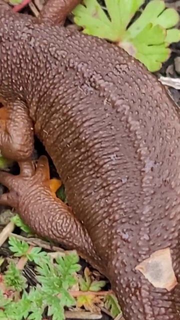 Salamander, gecko, or lizard? #reptile #question #shorts смотреть онлайн