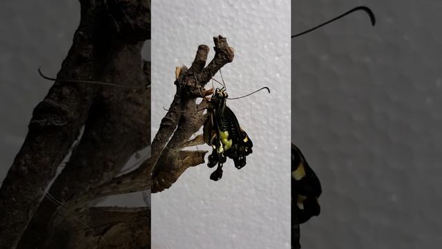 Emergence of adult butterfly ( Lime butterfly, Papilio demoleus) смотреть онлайн