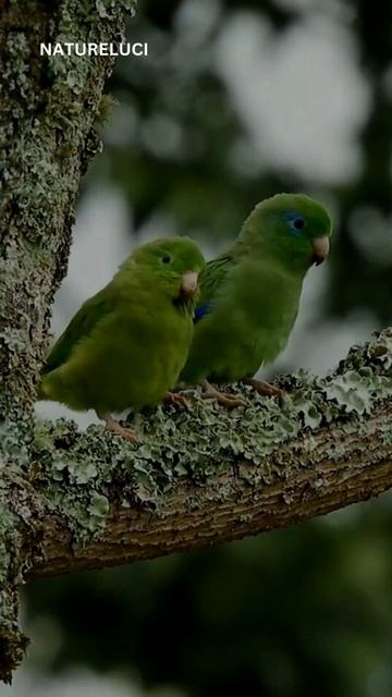 Parrots In Love 💘 смотреть онлайн