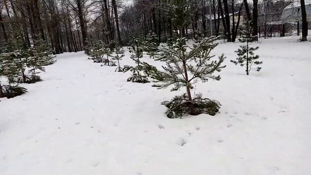 Молодые елки смотреть онлайн