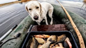 Рыбалка на паук весной с лодки. Рыбалка 2025. Рыбалка на паук подъемник сделанный своими руками.