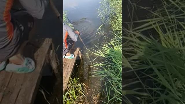 чисть. смотреть онлайн