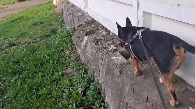 #39 Крысиными тропами на прививку. Рассада. В школу