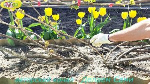 О пользе и вреде почек на виноградном кусте.