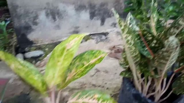 (review)Macam-macam Bunga KERTAS (bougainvillea)dan Bunga TALAS(araceae). смотреть онлайн