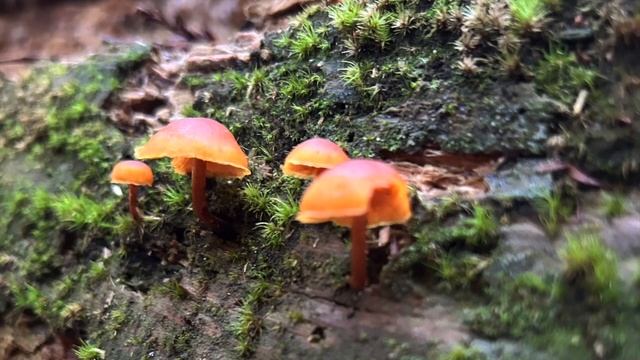 CALIFORNIA -Redwood & Sequoia National Park - DanielleDeeOmHaitham - HD 720p смотреть онлайн