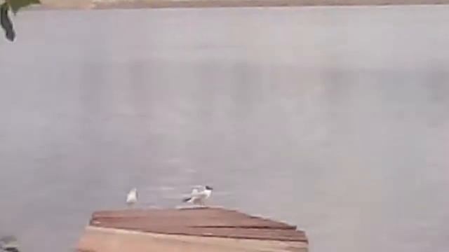 На берегу камы!!! смотреть онлайн